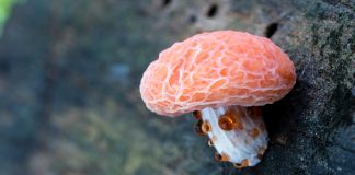 Какие бывают ароматизаторы и причем тут грибы?