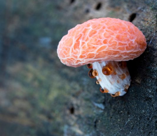 Какие бывают ароматизаторы и причем тут грибы?