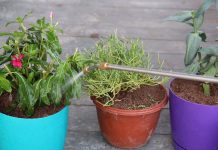 Какие растения забрать домой осенью, чтобы продлить им жизнь? - Видео Какие растения забрать домой с дачи, чтобы продлить им жизнь?