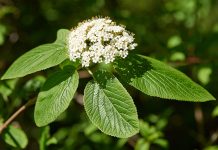 Декоративные калины: 10 самых интересных сортов - Цветник и ландшафт Декоративные калины: 10 самых интересных сортов