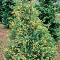 Кипарисовик нутканский «Вариегата» (Chamaecyparis nootkatensis 'Variegata') - это узкое коническое дерево, которое имеет множество ветвей с тонкой текстурой сине-зеленой хвоей