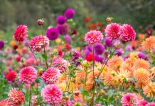 10 популярных не зимостойких луковичных - Цветник и ландшафт 10 популярных не зимостойких луковичных