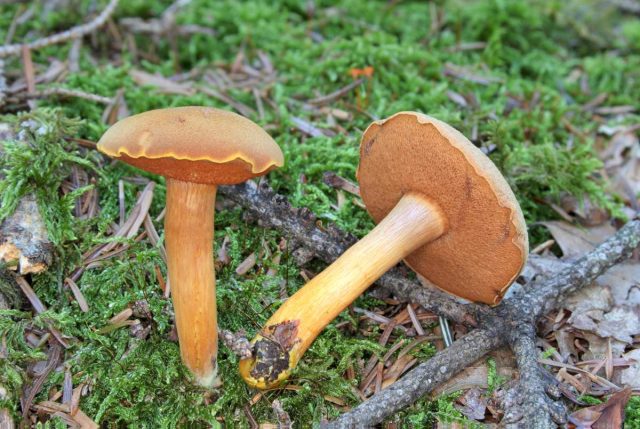 Маслёнок перечный (Chalciporus piperatus) просто так его есть невозможно, вкус резкий сладковато-жгучий, а вот в качестве приправы сушёный гриб придаёт блюдам удивительный мятно-перечно-грибной аромат