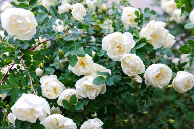 Осенние дела садовода — правила и нюансы деления роз