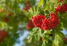 Полезный осенний дар — ягоды рябины - Сад и огород Полезный осенний дар — ягоды рябины