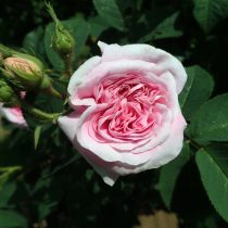 Сорт розы белой «Кёнигин фон Денемарк» (Rosa alba 'Konigin von Danemark')