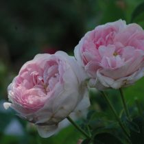 Сорт розы белой «Мэйденс Блаш» (Rosa alba 'Maiden's Blush')
