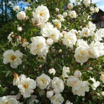 Сорт розы колючейшей «Каква» (Rosa spinosissima 'Kakwa')