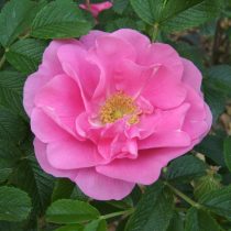 Сорт розы морщинистой «Йес Мунк» (Rоsa rugоsa 'Jens Munk')