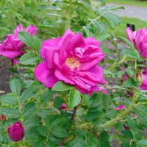 Роза морщинистая тёмно-бордовая «Ротес Меер» (Rosa Rugosa 'Rotes Meer')