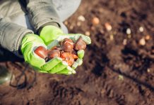 Все об осенней посадке луковичных - Цветник и ландшафт Все об осенней посадке луковичных