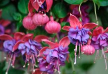 Яркие представители семейства Кипрейные - Цветник и ландшафт