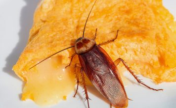 Как быстро вывести тараканов?