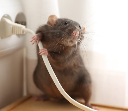 Как поймать крысу дома?