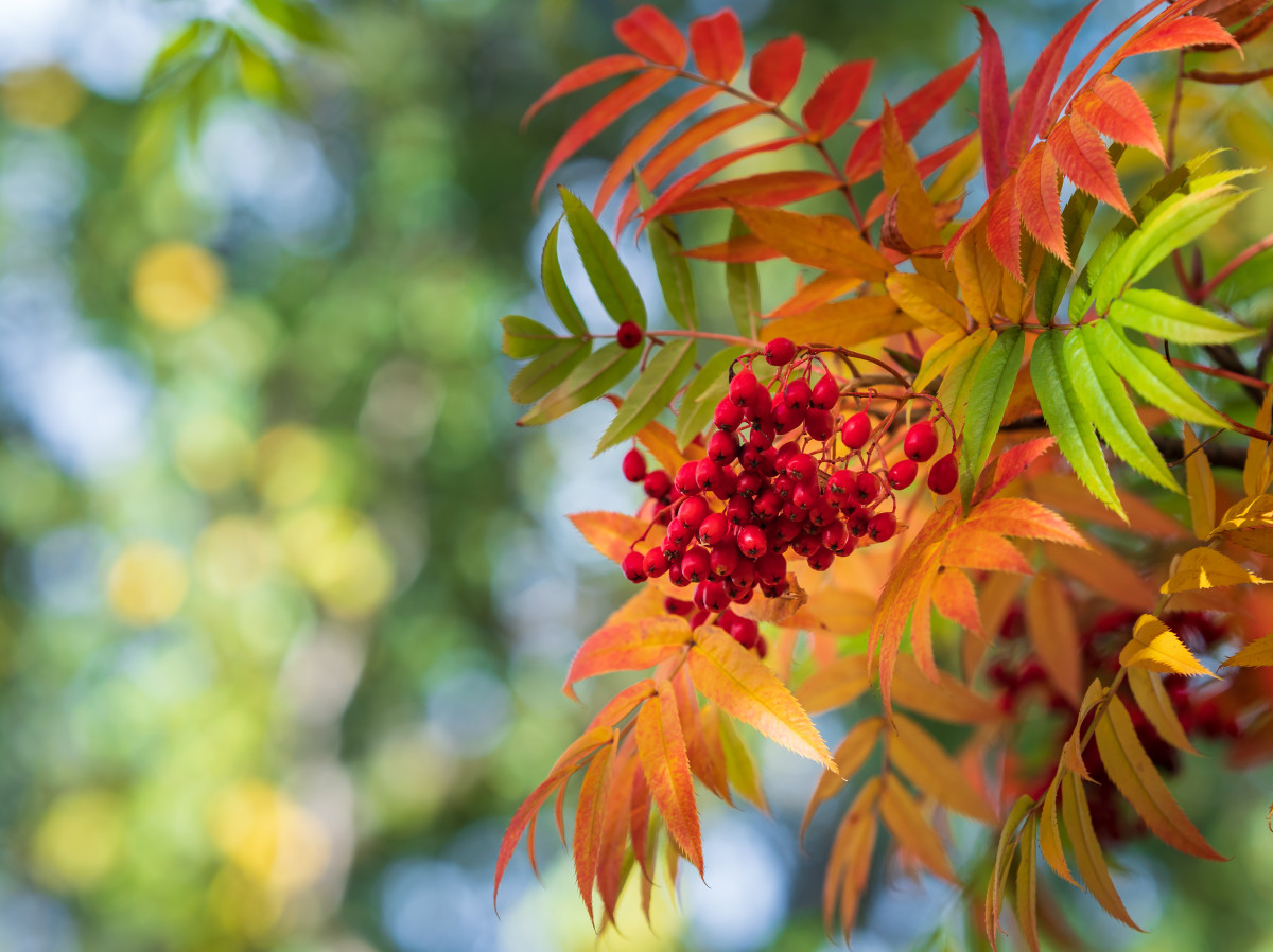 Топ-15 ярких осенних деревьев и кустарников: лучшие породы для вашего сада