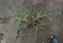 Помогите опознать сорняк, как называется?