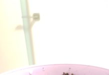 Помогите опознать росток дерева