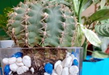 Что за паразит (личинки)