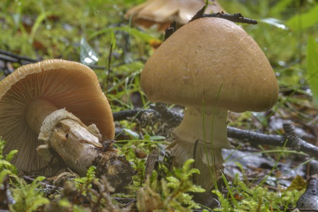 Гриб курочка, или колпак кольчатый (Cortinarius caperatus) – тоже довольно обильный пластинчатый гриб в российских лесах