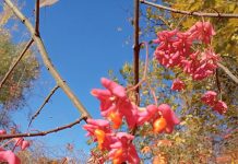 Помогите опознать растения