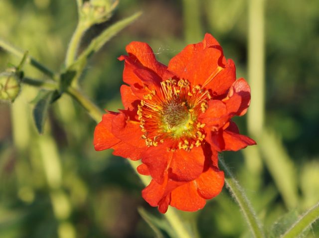 Например, гравилат чилийский «Миссис Брэдшоу» цветет ярко-красными с оранжевыми оттенками цветками