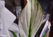 Что за сорт спатифиллума? Кто опознает?