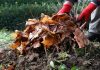 Как посадить травянистые пионы поздней осенью?
