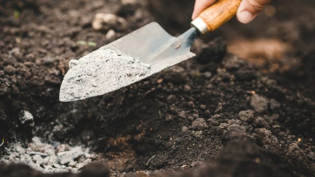 Помимо органики, золы и других удобрений пионам в посадочную яму полезно добавить стакан смеси для снижения кислотности почвы