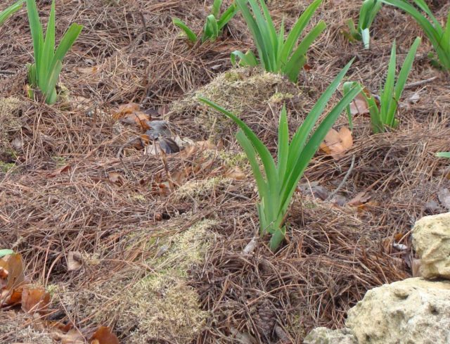 Пересадка лилейников весной на другое место и особенности выращивания лилейников – посадка и уход