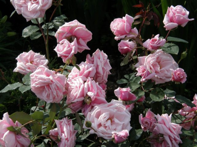 Окраска цветков также может различаться в зависимости от времени года. Например, повторноцветущие розы могут выглядеть во время волн цветения в начале лета и осенью по-разному