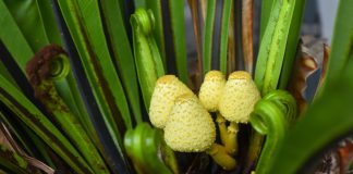Причины появления грибов в комнатных растениях