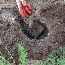 Затем устанавливаем саженец в яму вместе с корневым комом
