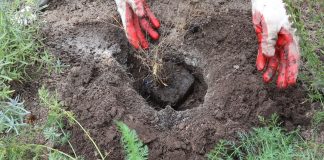 Затем устанавливаем саженец в яму вместе с корневым комом