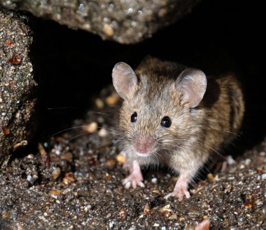Способы борьбы с тепличными мышами и крысами