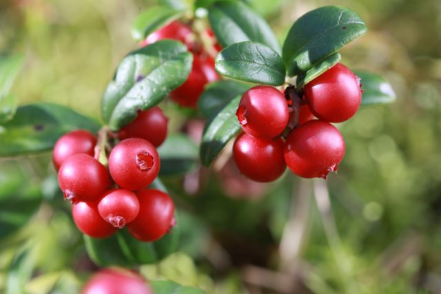 Август и сентябрь – отличное время для сбора ярко-красных плодов брусники (Vaccinium vítis-idaea)
