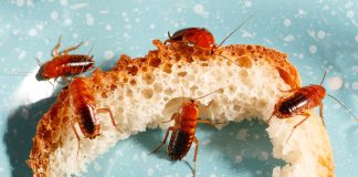 Тараканы и клопы — как от них избавиться?