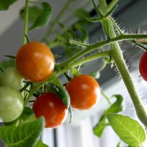 Для процветания овощей (перцев или томатов черри) и многих пряностей придется приложить усилия
