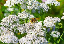 Многолетники в пионерском галстуке — почему происходит самосев? - Сад и огород Многолетники в пионерском галстуке — почему происходит самосев?