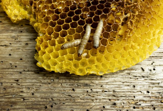 Удивительна даже не сама по себе узкая специализация (пчелиная), а именно то, что личинки моли способны употреблять и усваивать воск. Причём в качестве основного корма. Съев весь воск, они с успехом употребляют своих сородичей и экскременты