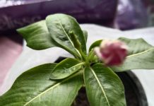 Кто-нибудь подскажет, как он называется?