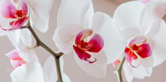 Орхидея фаленопсис — уход в домашних условиях