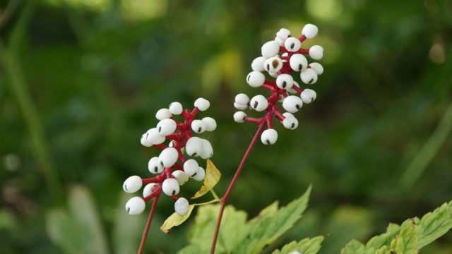 Воронец, или клопогон толстоножковый «Мисти Блу» представляет собой многолетник, который завязывает характерные кисти белых ягод на ярко-красных цветоножках