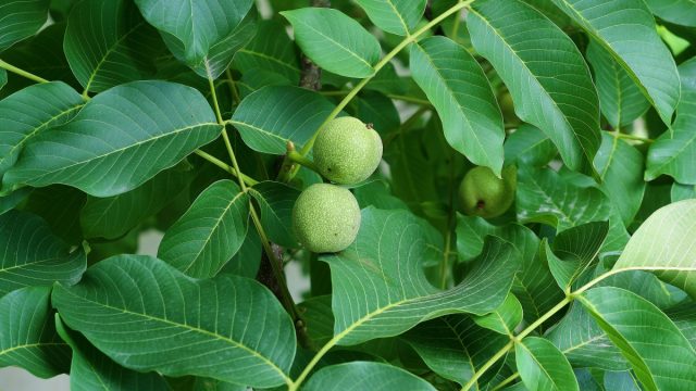 Юглон, содержащийся в листьях и плодах грецкого ореха, угнетающе действует на прорастание и развитие разных видов растений
