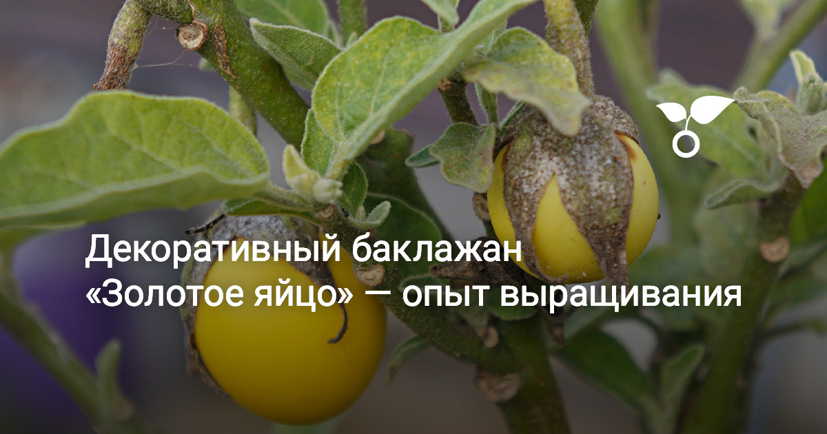 Посадка семян и уход за рассадой