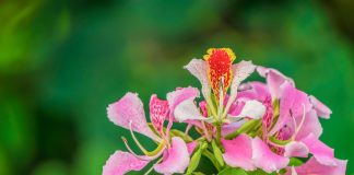 Баухиния — как вырастить дома орхидейное дерево?