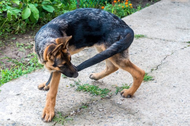 Очень часто цепные собаки демонстрируют разрушительное (деструктивное) поведение: разлизывают конечности, гоняются за хвостом, постоянно копают, ловят воображаемых мух, беспричинно лают и воют