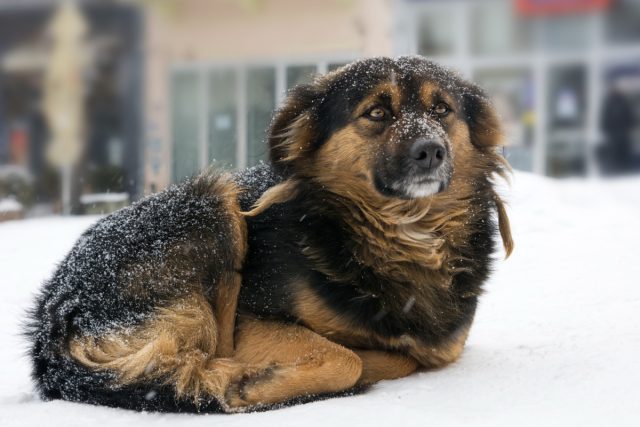 Пушистики на улице – как помочь животным в холодное время года?