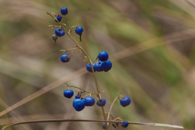 Дианелла тасманийская — экзотическое многолетнее растение, которое завязывает великолепные пурпурно-голубые ягоды, собранные в рыхлые гроздья на высоких стеблях