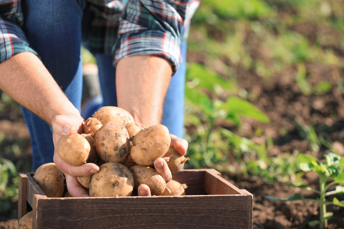 Зачем высаживать разные сорта картофеля? Фото — Ботаничка