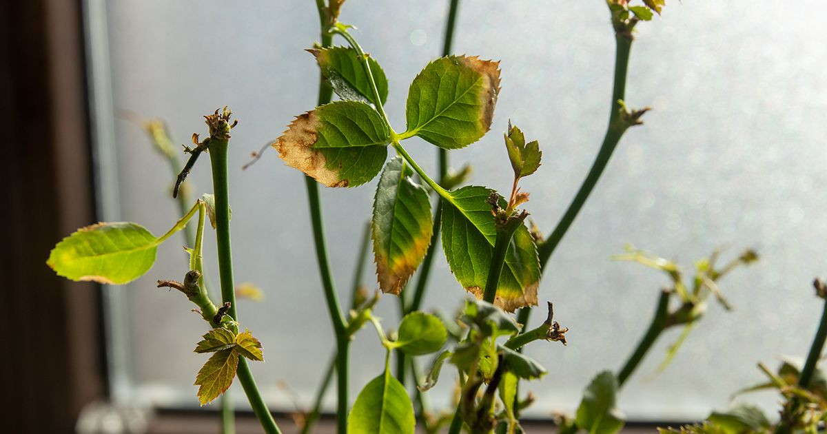 Почему желтеют листья у комнатной розы в горшке: основные причины и способы решения проблемы